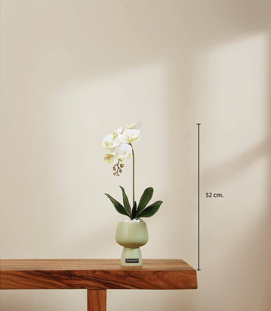 Elegant ivory potted orchid with yellow centers in light green ceramic vase, 52 cm tall
