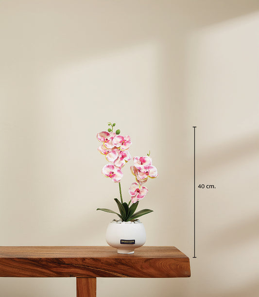 Pink and white phalaenopsis orchid in white ceramic pot with decorative stones, 40cm tall
