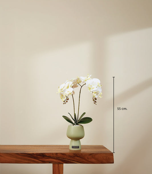 Elegant white potted orchid in light green ceramic vase, 55 cm tall luxury gift plant