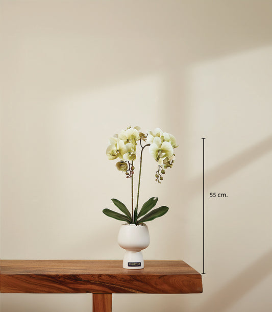 Lush ivory potted orchid in white ceramic two-tiered planter with green foliage, 55cm tall