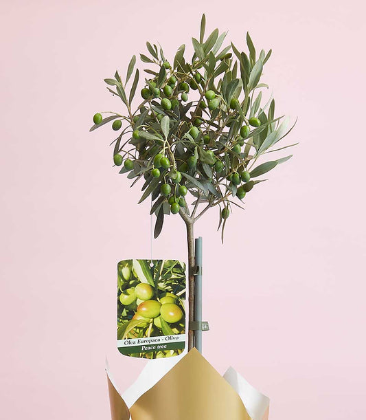 Olive tree gift plant in gold-wrapped pot with white care tag, Mother's Day present
