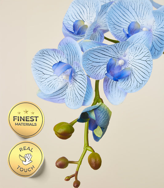 Elegant blue potted orchids with dark vein details and golden real-touch certification, perfect for mum