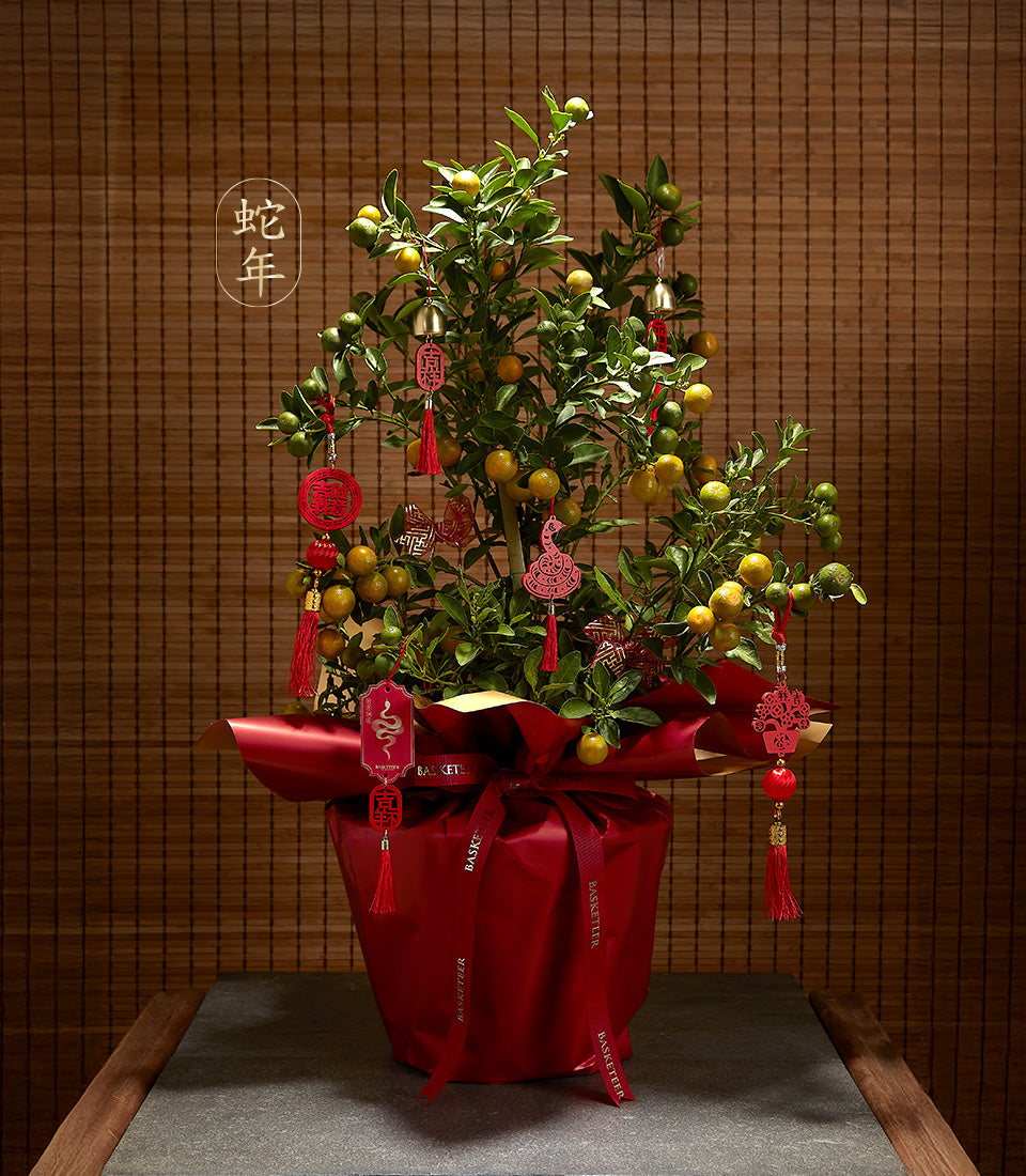 Potted kumquat tree with red pot and gold ornaments, auspicious Chinese New Year gift with lucky fruits and festive