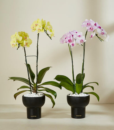 Elegant dual orchid plants in black ceramic pots with yellow and pink blooms, luxury gift for new home or congratulations