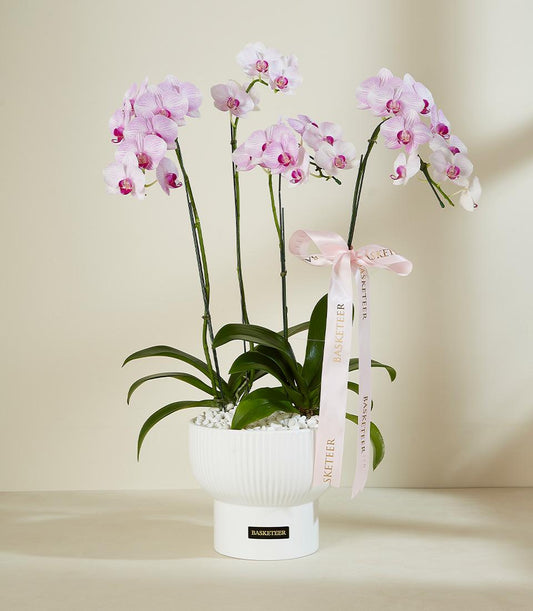 Potted light pink and white striped orchid with fuchsia centers in modern white ceramic planter, luxury gift arrangement