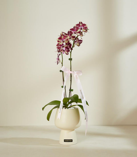 Potted orchid with deep magenta and cream blooms in cream ceramic pot, tied with pink Basketeer ribbon