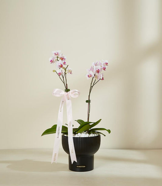 Blush orchid plant in black ceramic pot with pink satin ribbon, luxury gift for new home