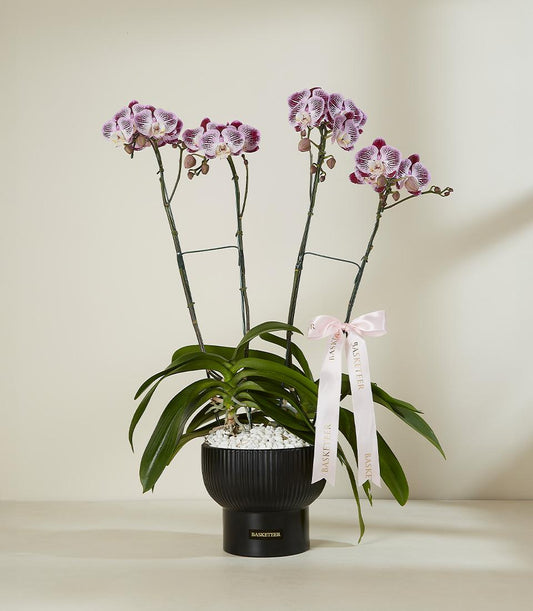 Purple and white striped Phalaenopsis orchids in black ceramic pot with satin ribbon accent