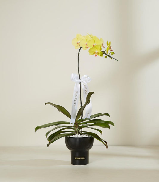Vibrant yellow orchid plant with multiple blooms in black ceramic planter with white stones and gold ribbon