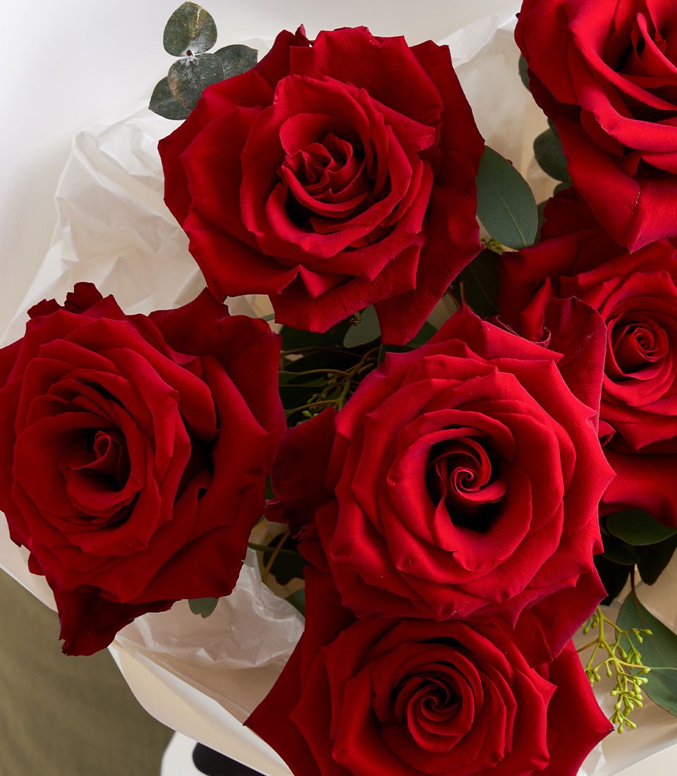 Scarlet red roses with eucalyptus in white paper wrapping, anniversary gift bouquet