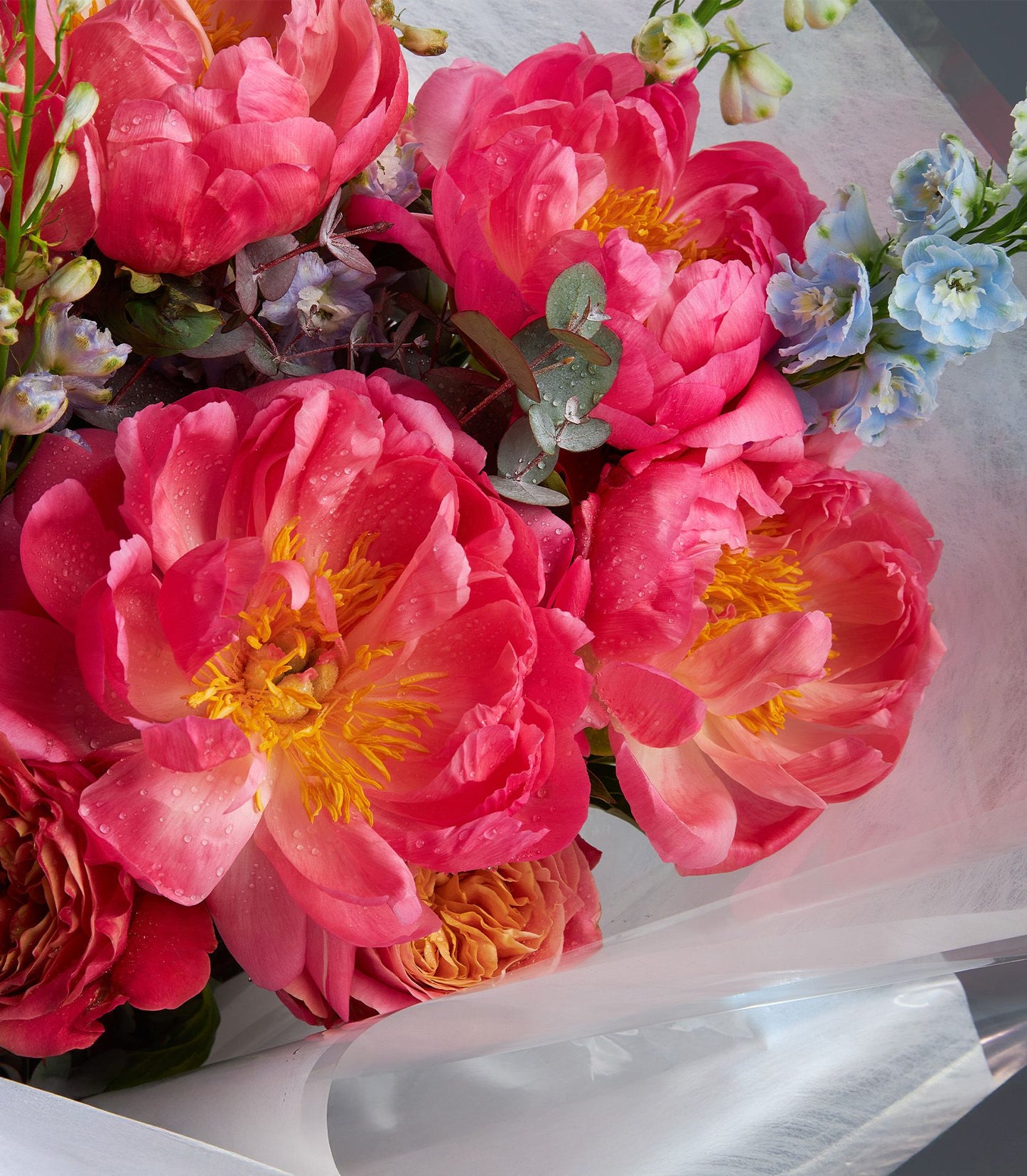 Coral peony and blue delphinium fresh flower bouquet with eucalyptus, wrapped in white tissue paper