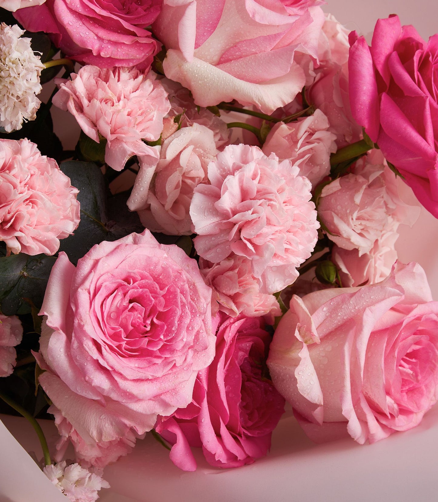 Fresh pink roses and carnations bouquet with white accents, dewy petals in soft wrapping