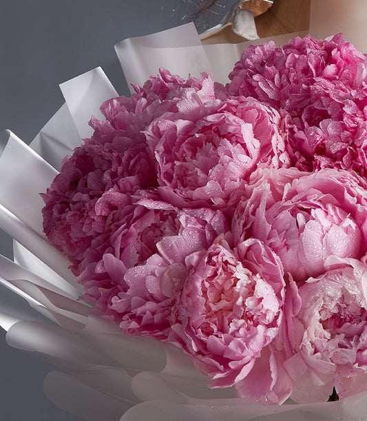 Fresh blush pink peony bouquet with dewy petals in elegant white paper wrapping