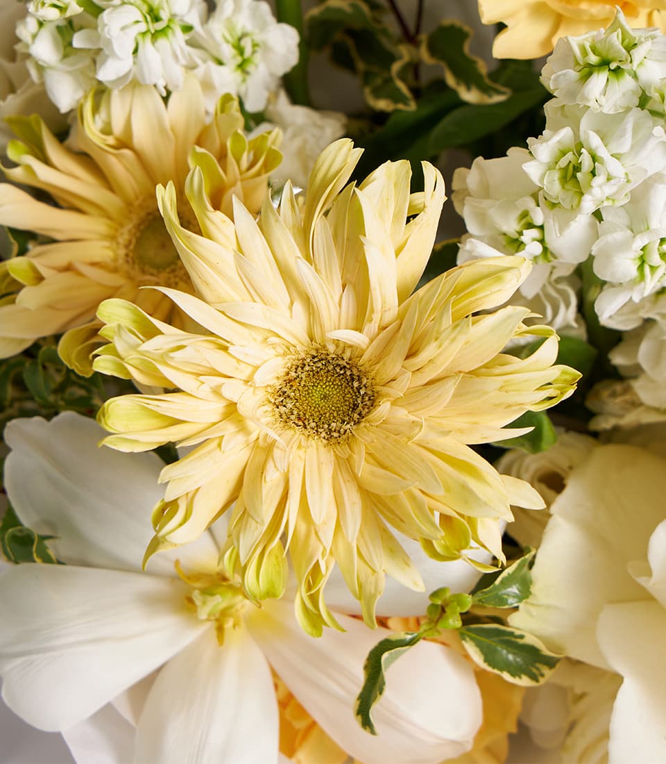 Pale yellow gerbera and ivory rose bouquet with white blooms and variegated green foliage