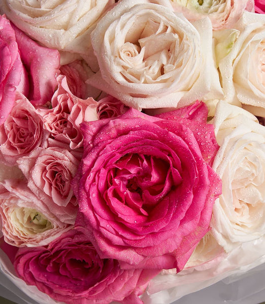Fresh mixed bouquet of white, cream, and fuchsia roses with water-droplet petals, ready to gift
