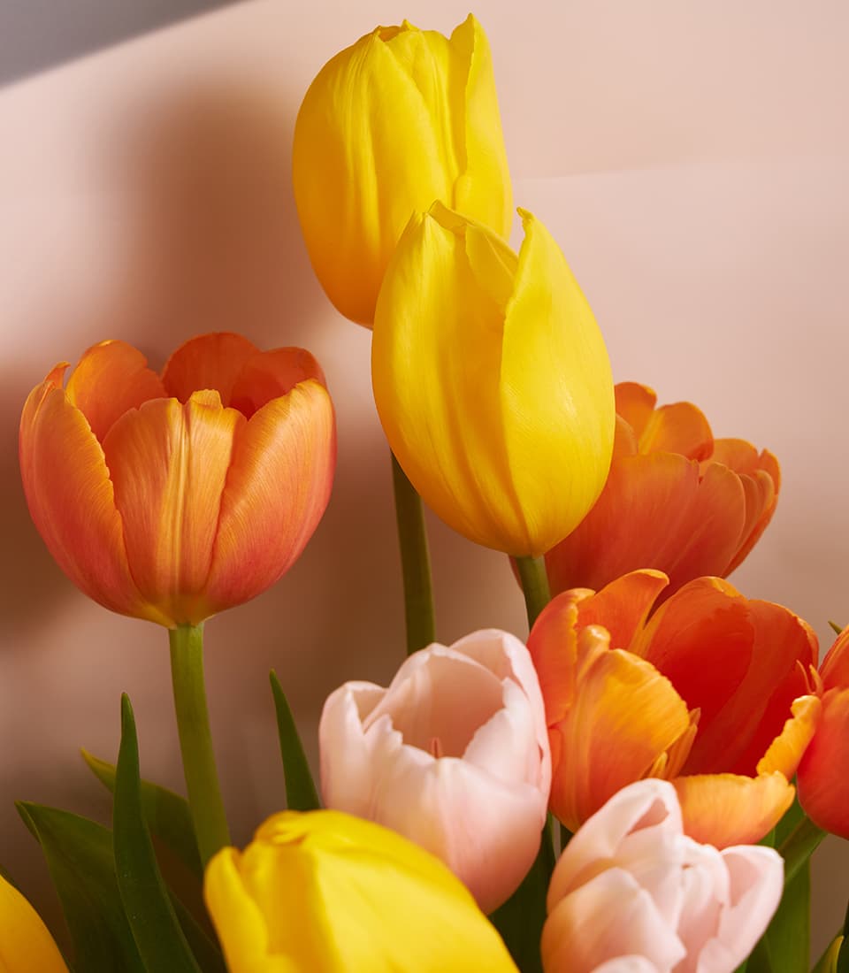 Yellow, orange, and blush tulip bouquet with lush green stems on soft neutral background