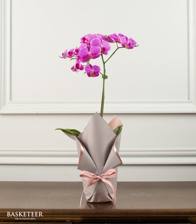 Vibrant pink phalaenopsis orchid in decorative pot with grey and pink gift wrap and satin ribbon