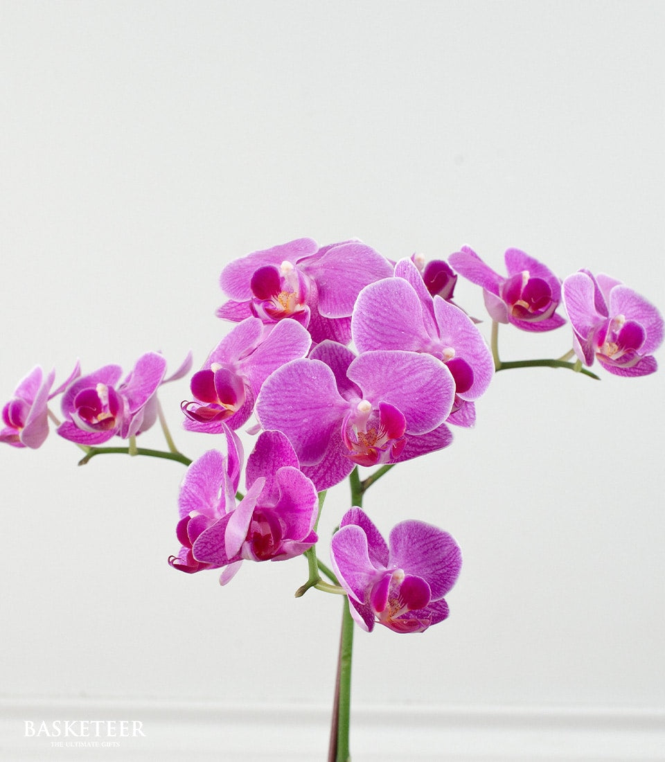 Purple Phalaenopsis orchid plant with multiple magenta blooms on curved stems, ideal for congratulations and gifting