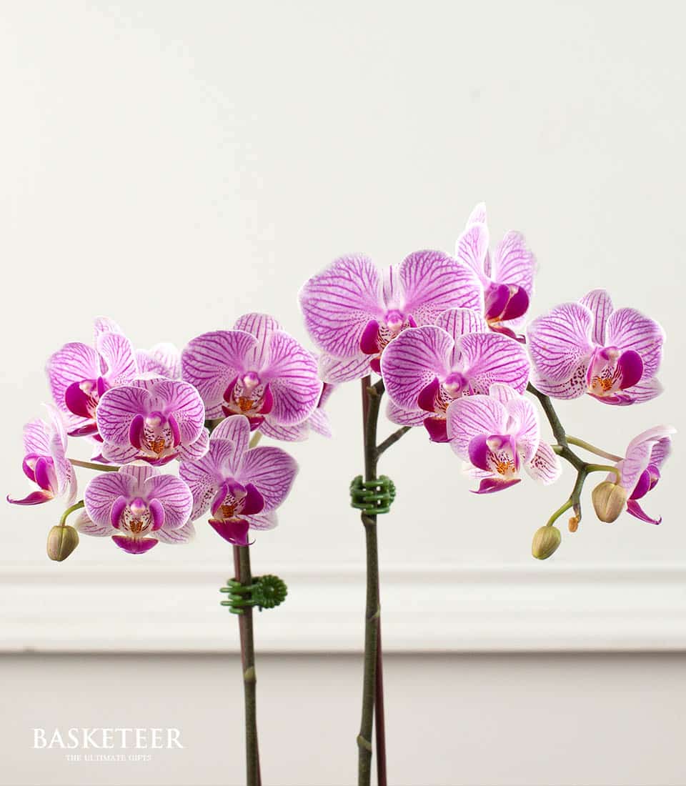 Vibrant pink and white striped Phalaenopsis orchids with fuchsia centers in elegant potted arrangement