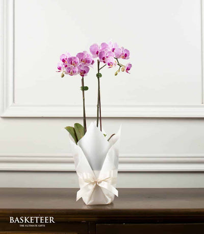 Pink and white striped Phalaenopsis orchids in white gift wrap with cream ribbon bow