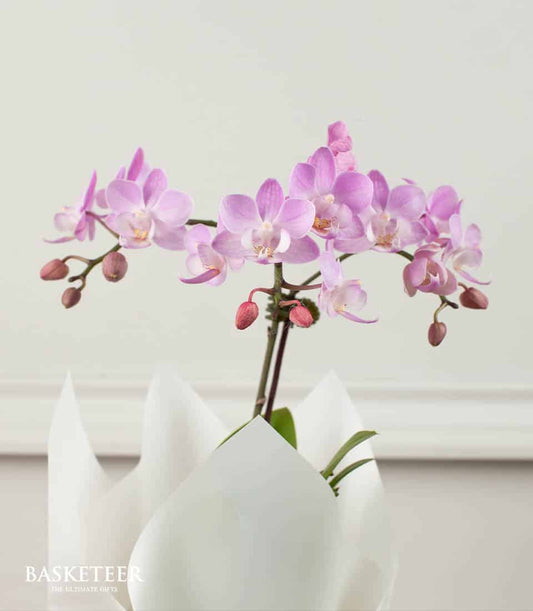 Light purple phalaenopsis orchid in white pleated paper wrap, perfect for congratulations or plant gifts