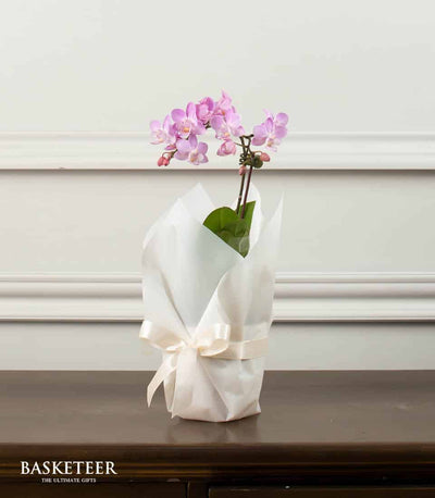 Light purple phalaenopsis orchid with cream ribbon on dark wood, elegant potted plant gift