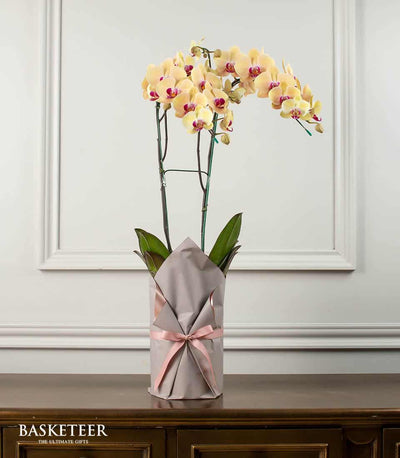 Peach yellow phalaenopsis orchid with fuchsia center in gray kraft wrap and pink satin bow