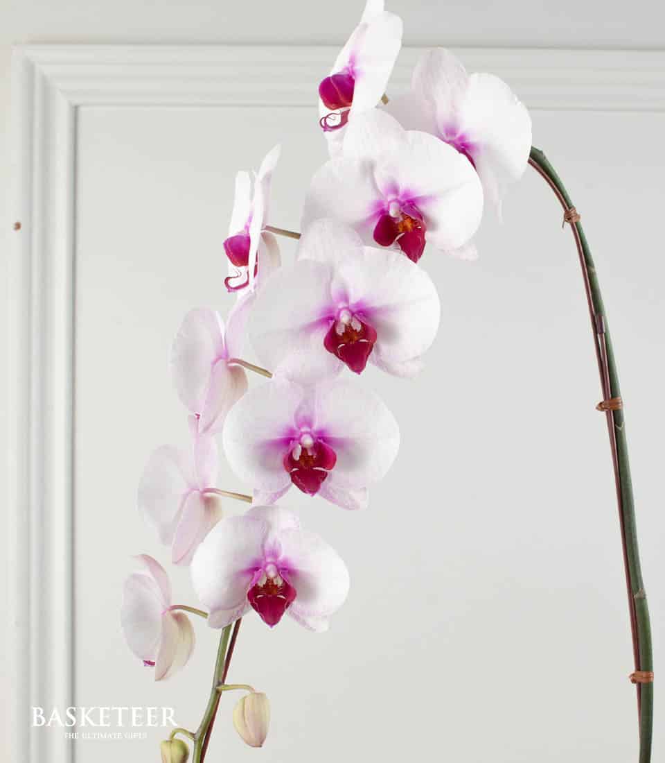 White and fuchsia phalaenopsis orchids in elegant green pot, fresh blooms with natural twine support