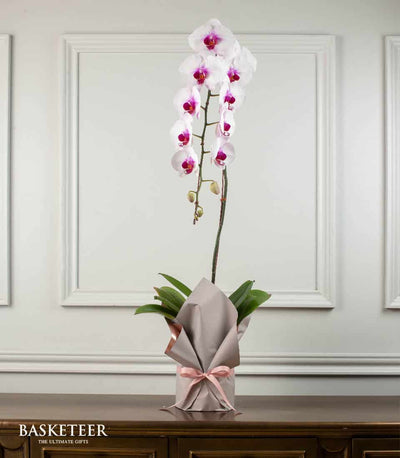 Tall white phalaenopsis orchid with fuchsia centers in elegant gray gift wrap with pink ribbon bow