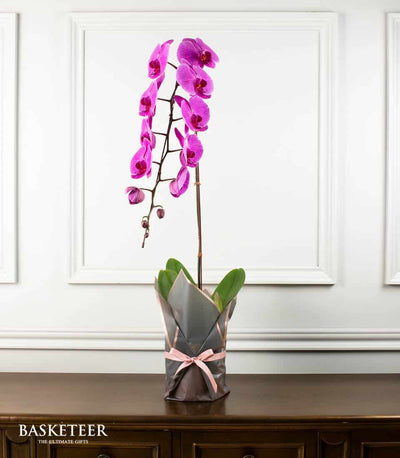 Purple phalaenopsis orchid plant with multiple blooms in grey wrapped pot with pink ribbon bow