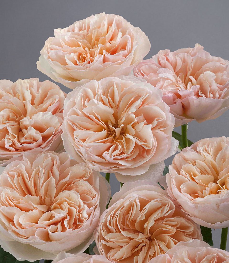 Juliet Elegance Vase