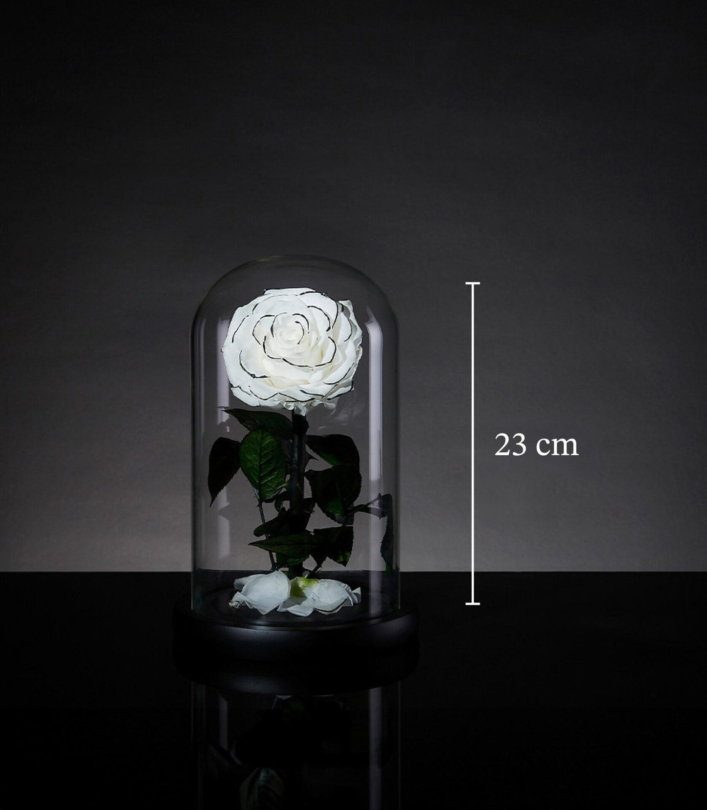 Eternal snow rose from Flowers by Basketeer, a premium flower delivery Bangkok. Preserved white rose in glass dome for lasting beauty.