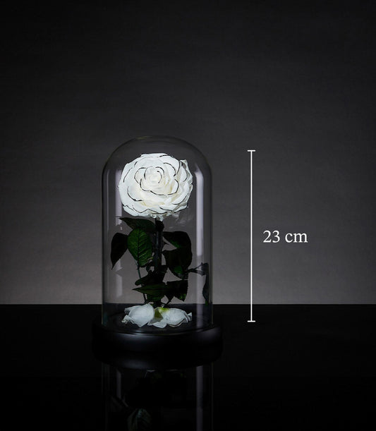 Eternal snow rose from Flowers by Basketeer, a premium flower delivery Bangkok. Preserved white rose in glass dome for lasting beauty.