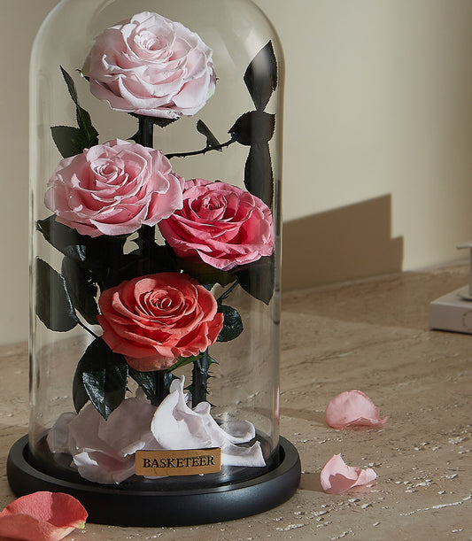 Preserved pink and coral roses in glass dome with scattered petals and dark stems