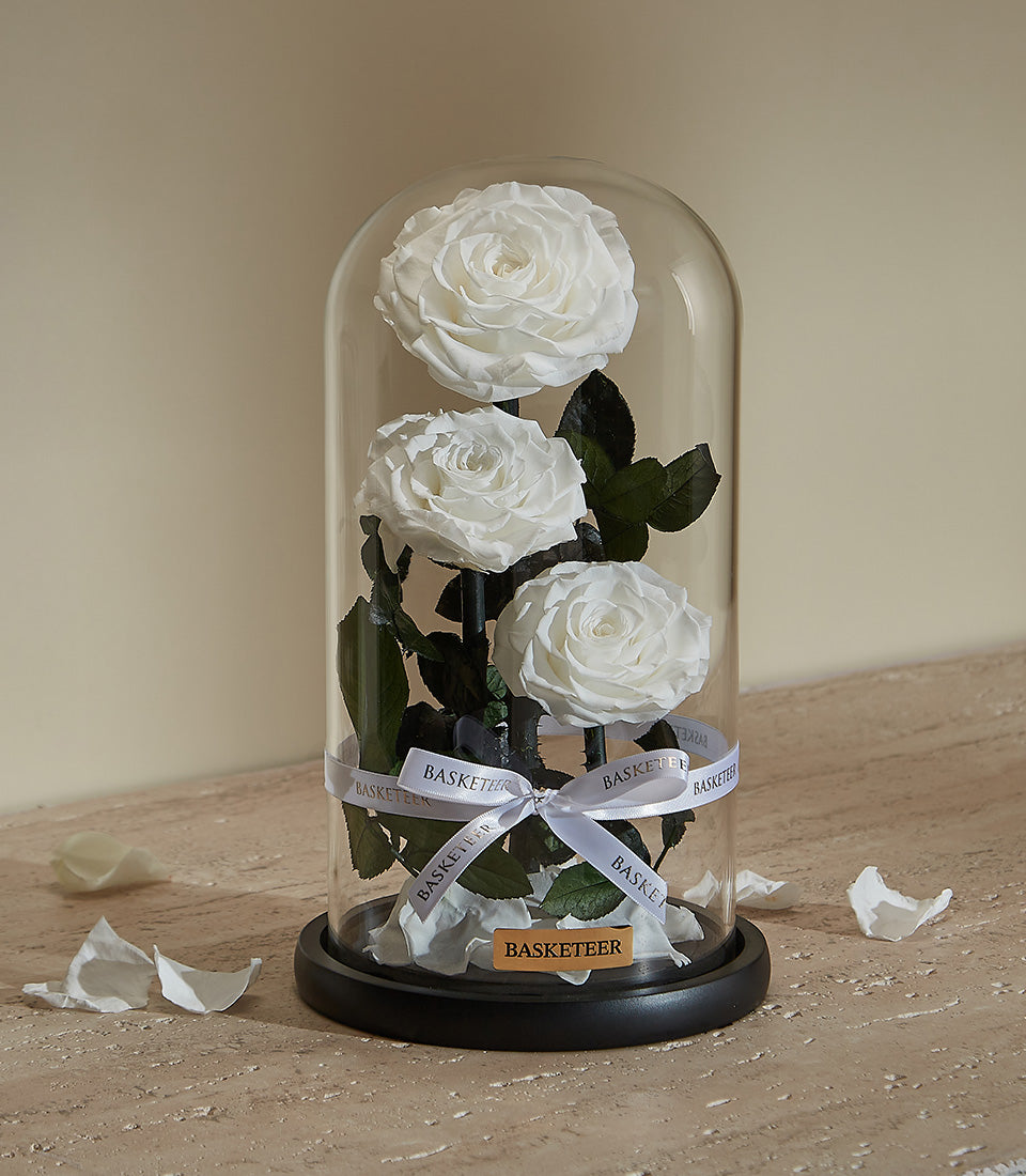 Preserved white roses in elegant glass dome with satin ribbon, luxury gift for any occasion