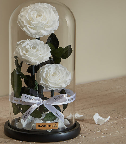 Premium white preserved roses in glass dome with satin ribbon detail
