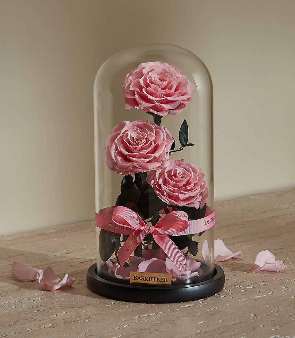 Preserved pink roses under glass dome with satin ribbon, timeless Valentine's Day gift for her