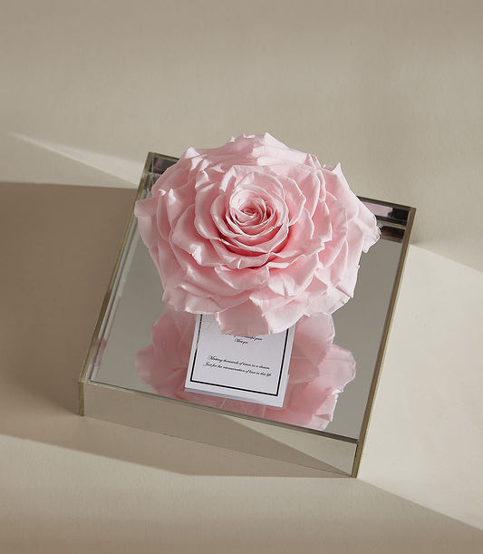 Light pink preserved rose in luxury mirrored acrylic box with sentiment card