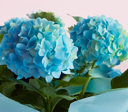Vibrant blue hydrangeas in light blue gift wrap against soft pink background