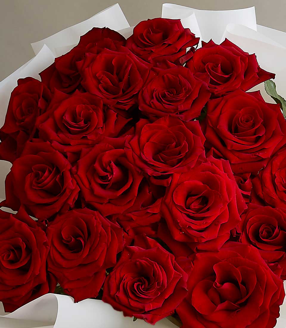 Luxurious bouquet of deep red roses wrapped in white cellophane for anniversaries and romantic occasions