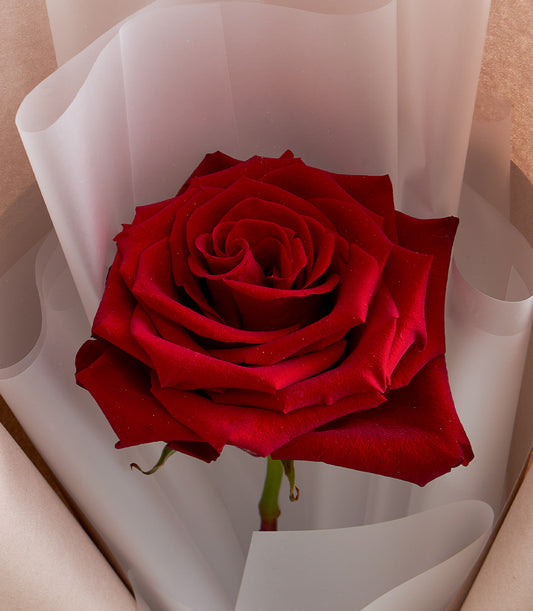 Luxurious single red rose, elegantly wrapped in translucent white and natural brown