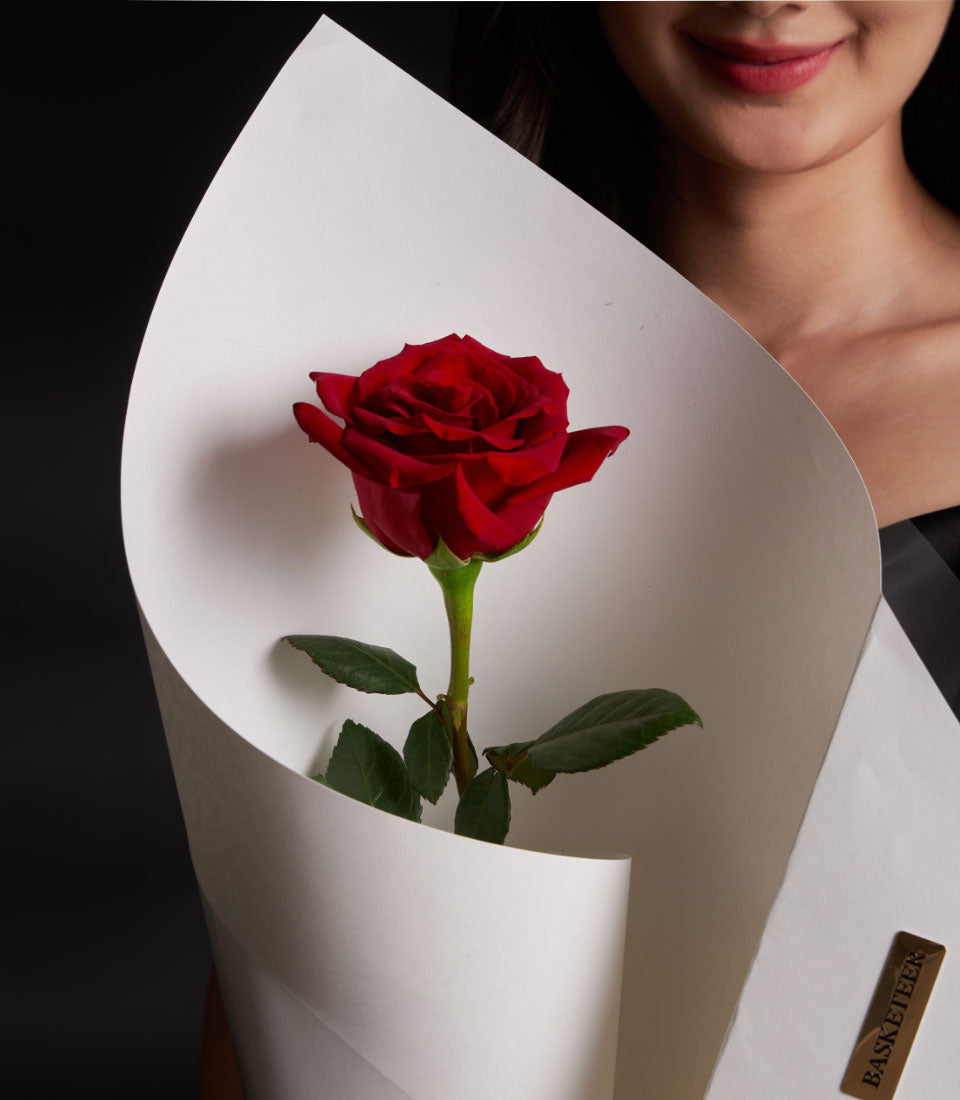 Single deep red Ecuador rose wrapped in white paper, Valentine's Day gift