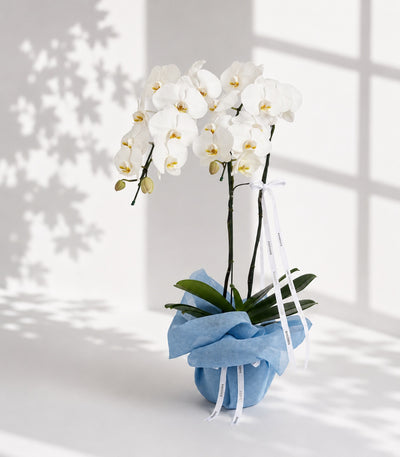 Elegant White Phalaenopsis Orchid Gift for Mum