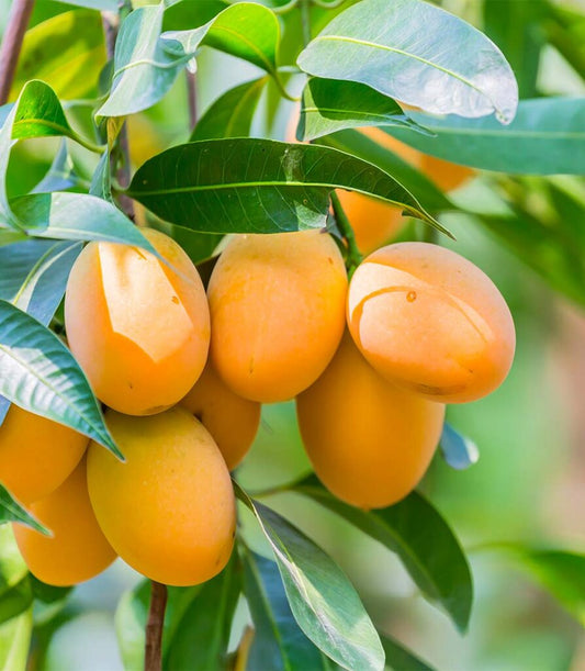 The Importance of Thai Summer Fruits : A Seasonal Delight