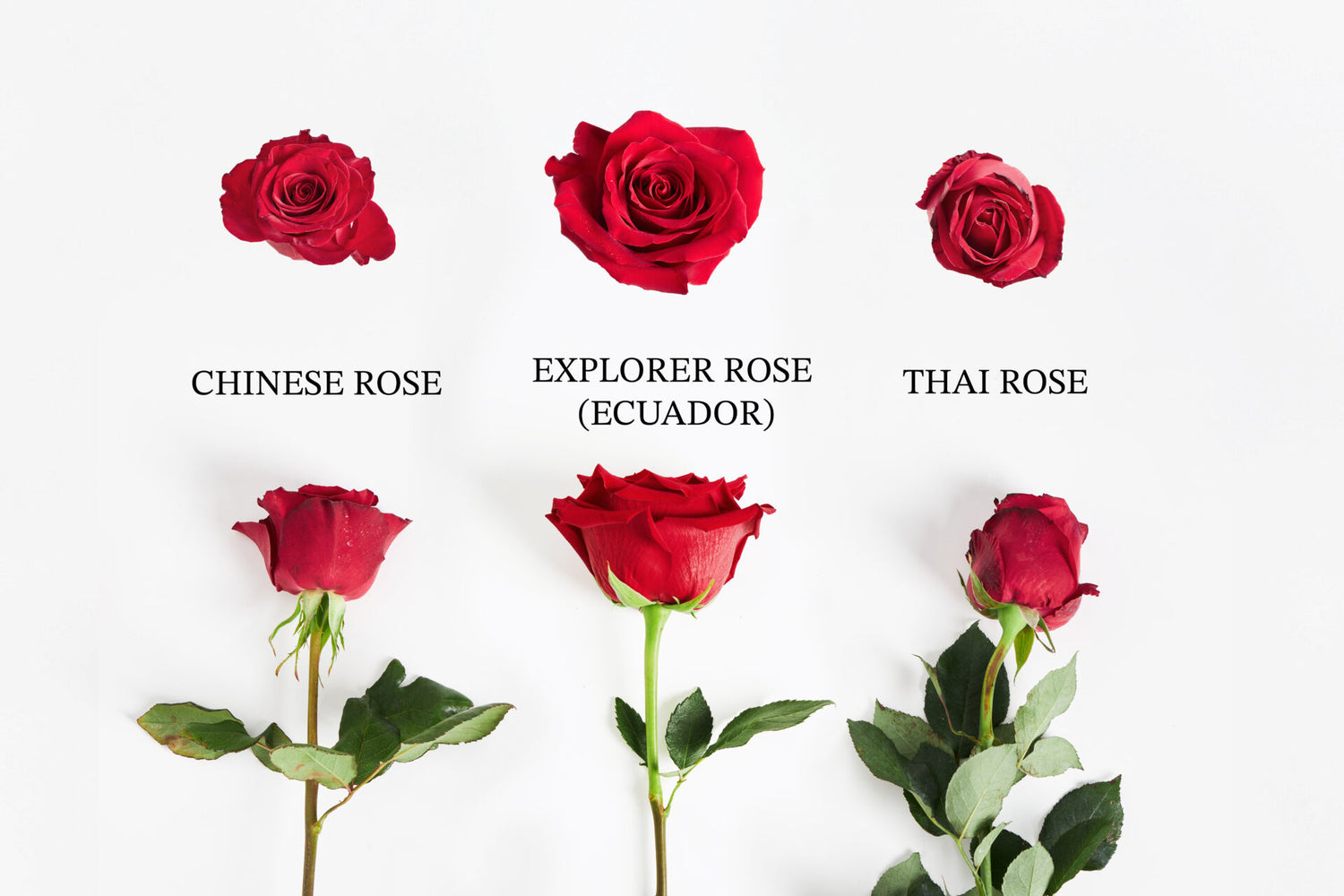 Flowers by Basketeer: Bringing the World’s Finest Red Roses to Bangkok Thailand