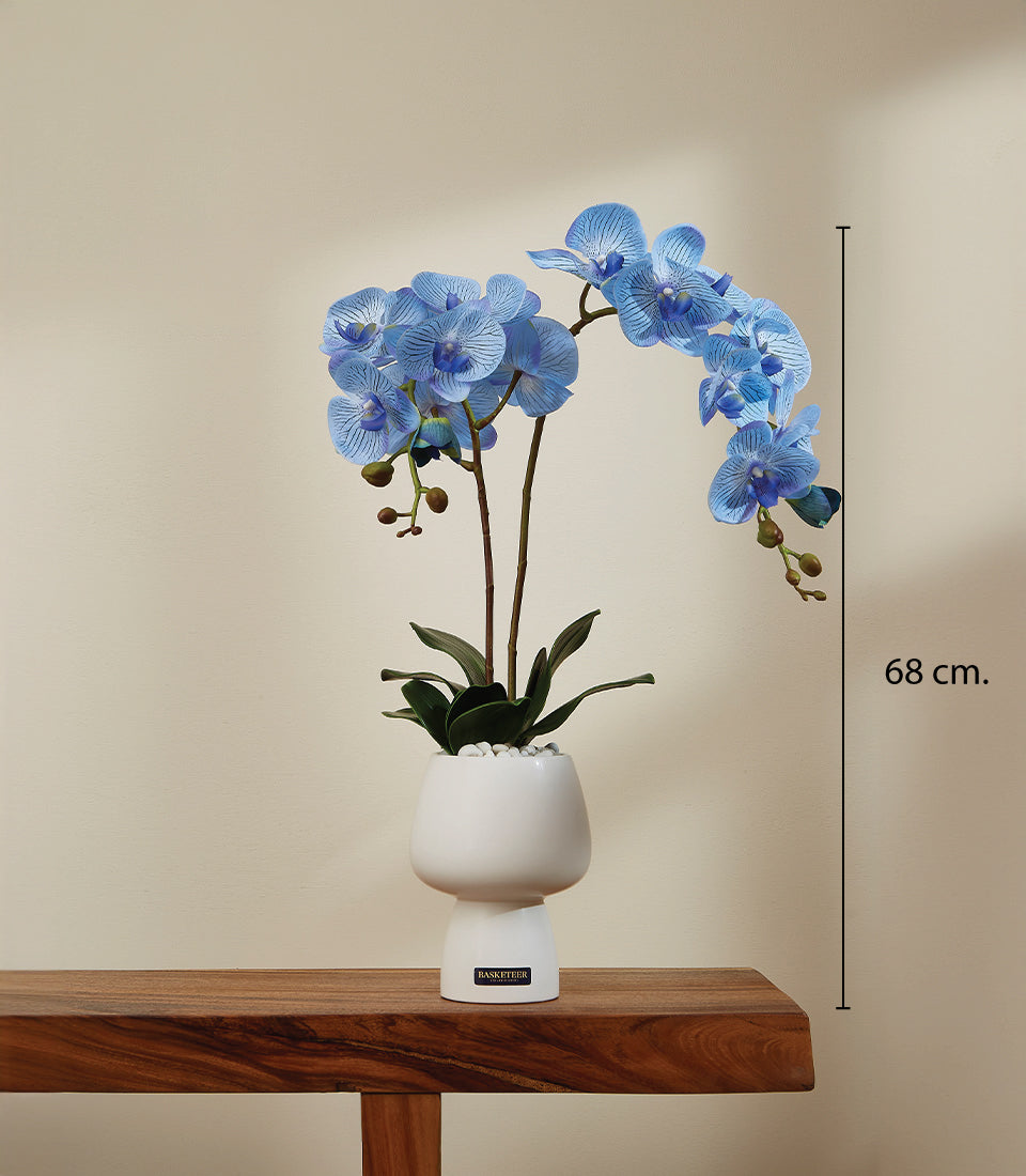 Blue orchid plant in white ceramic vase with green foliage and pebble detail, 68 cm tall