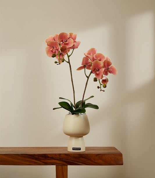 Coral-pink orchid arrangement with speckled blooms in cream ceramic pot with white stones