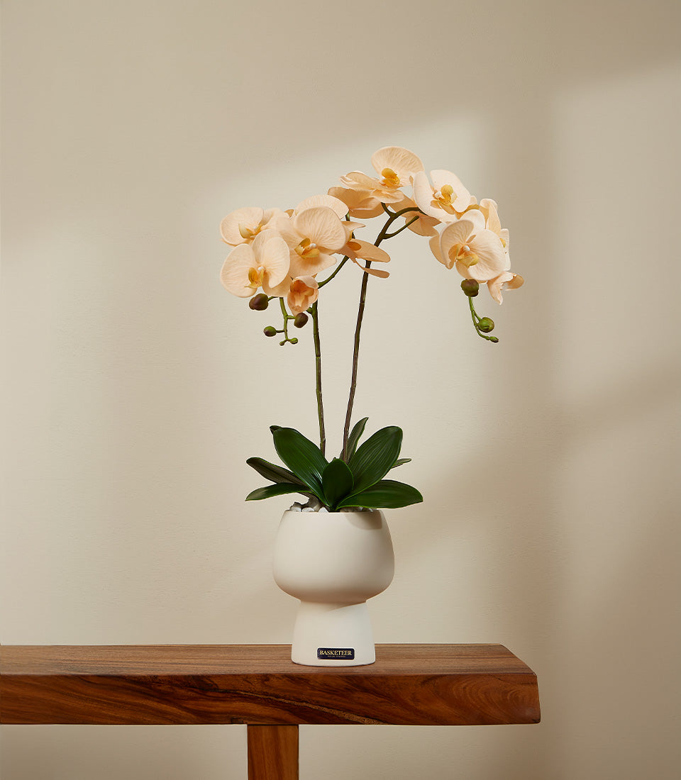 Creamy peach potted orchid in white ceramic vase with green foliage