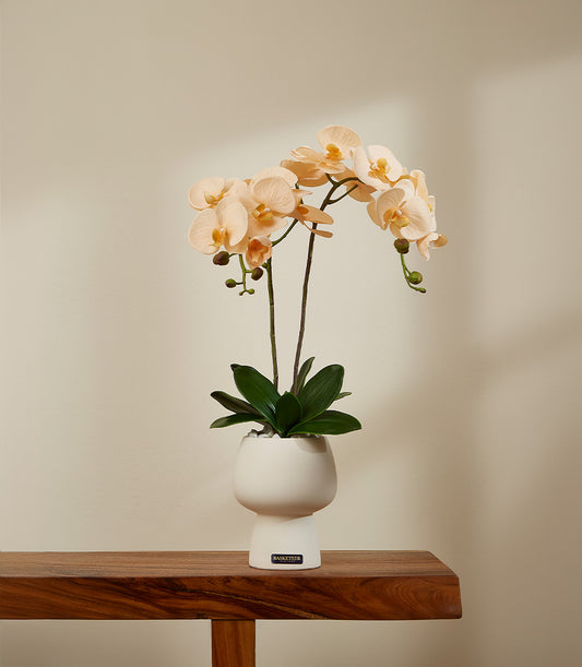 Creamy peach potted orchid in white ceramic vase with green foliage