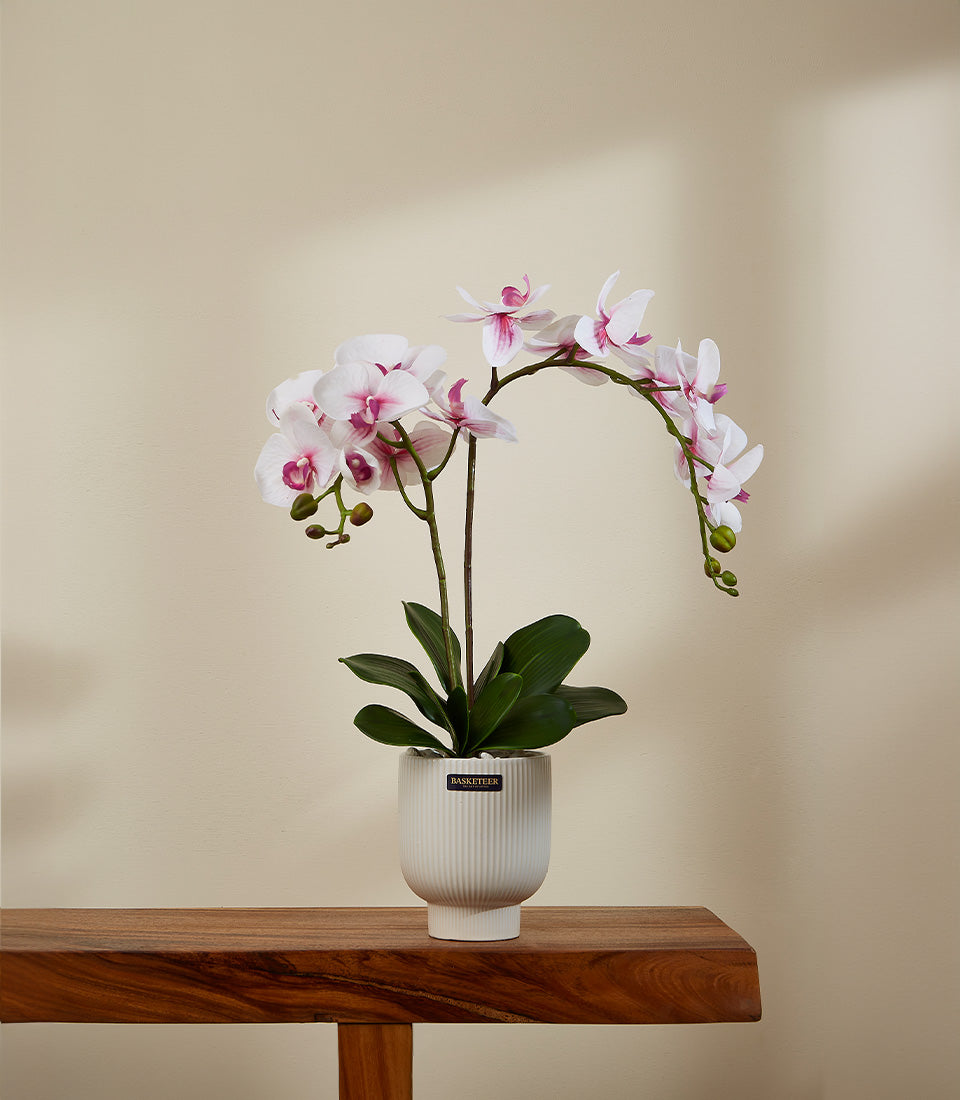 Purple and white potted orchid in ribbed ceramic pot, luxury gift with fresh blooms and green foliage